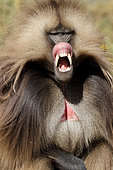 Gelada baboon (Theropithecus gelada) dominant male, Sankaber, Ethiopia