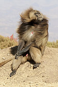 Gelada baboon (Theropithecus gelada) dominant male snorting, Sankaber, Ethiopia