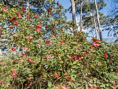 Camellia 'Jupiter' in bloom in a garden