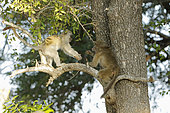 Babouin chacma (Papio ursinus) et Singe vert (Chlorocebus aethiops), Peur et curiosité lors de la rencontre inopinée entre un jeune babouin et un jeune vervet, Kruger, Afrique du Sud