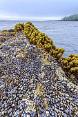 Sea palm (Postelsia palmaeformis), mussels and anatifes at the edge of the Pacific Ocean. Botanical Beach Provincial Park, Port Renfrew, Vancouver Island, British Columbia, Canada