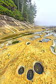 Sandstone carved by marine erosion of the Pacific Ocean, Botanical Beach Provincial Park, Port Renfrew, Vancouver Island, British Columbia, Canada