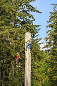 Traditional loggers (ecomuseum). Techniques used in Canada's forests, on the huge trunks of Douglas or Thuya trees, in rainforest, Vancouver Island, Canada