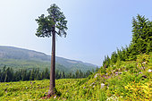 Douglas fir (Pseudotsuga menziesii) giant in a clear-cut area of Vancouver Island. This nearly 1000-year-old escaped the chainsaw has become a symbol of the protection of the rainforest, which is 90% devastated. This "Big Lonely Doug" is 70 m tall, some rare specimens reach 80 m tall, near Avatar Grove, Vancouver Island, British Columbia, Canada