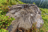 Stump of Douglas-fir (Pseudotsuga menziesii) giant in a clear-cut area. This individual was to be 70 meters tall and nearly 1000 years old. Some rare specimens reach 80 m tall, Near Avatar Grove, Vancouver Island, British Columbia, Canada