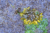 Northern Rockweed (Fucus distichus) and Ulvakes at low tide, Botanical Beach Provincial Park, Port Renfrew, Vancouver Island, British Columbia, Canada