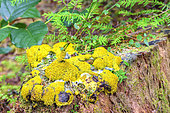 Scrambled egg slime (Fuligo septica) in the rainforest of Vancouver Island, British Columbia, Canada
