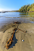Bull Kelp (Nereocystis luetkeana) at low tide. Pacific Rim, Tofino South, Vancouver Island, British Columbia, Canada