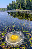 Fried egg Jellyfish (Phacellophora camtschatica) stranded in the kelps. Pacific Rim, Tofino South, Vancouver Island, British Columbia, Canada