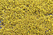Studded Sea Balloon (Soranthera ulvoidea), Botanical Beach Provincial Park, Port Renfrew, Vancouver Island, British Columbia, Canada