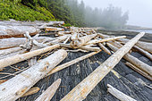Trunks stranded at the edge of the Pacific Ocean. Botanical Beach Provincial Park, Port Renfrew, Vancouver Island, British Columbia, Canada