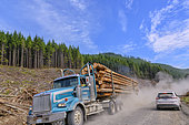 Timber transport in the rainforest of Vancouver Island. 90% of the island's rainforest has been harvested and beautiful trees are exceptional - Vancouver Island - British Columbia - Canada