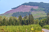 Clearcuts in the rainforest of Vancouver Island. 90% of the island's rainforest has been harvested and beautiful trees are exceptional, Vancouver Island, British Columbia, Canada