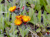 Orange Hawkweed, Hieracium aurantiacum, flowers