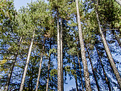 Salzmann's Pine, Pinus nigra salzmannii, trees