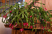 Christmas Cactus (Schlumbergera sp.) flowers