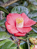 Camellia 'Jupiter' in bloom in a garden