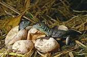 Green Basilisk (Basiliscus plumifrons) hatchlings, Costa Rica