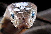 Young Taiwan Cobra (Naja atra formosa). The bluish eyes and the dull color indicate that the animal will moult in the next days.