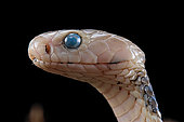 Young Taiwan Cobra (Naja atra formosa). The bluish eyes and the dull color indicate that the animal will moult in the next days.