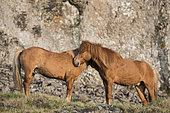 Iceland pony, Iceland
