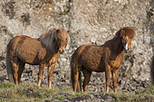 Iceland pony, Iceland
