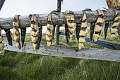 Fishes on dryers, Flatey Island, Iceland