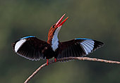 White-throated Kingfisher (Halcyon smyrnensis) signalling, spreading wings, perched on a branch, Pahang, Malaysia