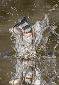 Belted Kingfisher (Megaceryle alcyon) female hunting, with fish prey in beak, Texas, USA