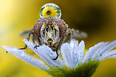 Flesh fly (Sarcophaga carnaria) on a flower with a drop on its head, Luzzara, Reggio Emilia, Italy