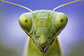 Portrait of Praying mantis (Mantis religiosa) in a forest near the Po river, Luzzara, Reggio Emilia, northern Italy