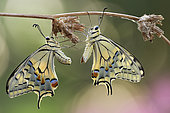 Old World Swallowtail (Papilio machaon) after mating, Luzzara Reggio Emilia Italy