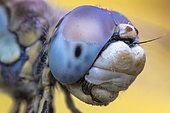 Lightblue eyes dragonfly, Luzzara, Reggio Emilia, Italy