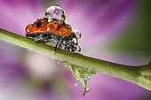 Sevenspotted lady beetle (Coccinella septempunctata) with a drop of rain on its body, Pomponesco, Mantova, Lombardy, Italy