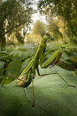 Praying mantis (Mantis religiosa) in a forest near the Po river, Luzzara, Reggio Emilia, northern Italy