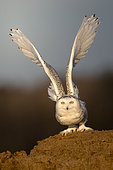 Canadian snowy owl (Bubo scandiacus) on the ground, Quebec, Canada
