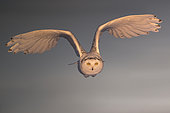 Canadian snowy owl (Bubo scandiacus) in flight, Quebec, Canada