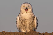 Canadian snowy owl (Bubo scandiacus) on the ground, Quebec, Canada