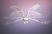 Multi-exposures of Canadian snowy owl (Bubo scandiacus) in flight, Quebec, Canada