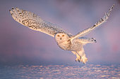 Canadian snowy owl (Bubo scandiacus) in flight, Quebec, Canada