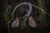 Two butterflies Fritillary (Melitaea sp) resting in a forest at night, Mantova Lombardy, Italia
