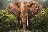 Red elephant (Loxodonta africana) eating in the savanna, Tsavo National Park, Kenya
