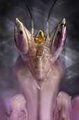 Portrait of Malaysian orchid mantis (hymenopus coronatus)