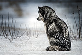Canadian Eskimo Dog waiting in the blizzard, Churchill, Manitoba, Canada