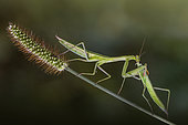 Female Praying mantis (Mantis religiosa) eating another female, Luzzara, Reggio Emilia, Italy