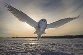 Canadian snowy owl (Bubo scandiacus) on taking off at sunset, Quebec, Canada