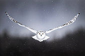 Flying canadian snowy owl (Bubo scandiacus), Quebec, Canada