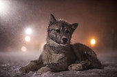 Puppy Canadian Eskimo Dog waiting in the blizzard of the night, Churchill, Manitoba, Canada