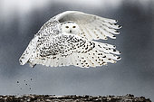 Canadian snowy owl (Bubo scandiacus) ponting during the take off, Quebec, Canada