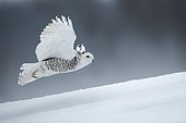 Canadian snowy owl (Bubo scandiacus) Flying low over the ground, Quebec, Canada